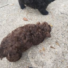 Sporty Mix Puppies from Bayou Babe's Precious Pups