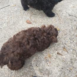 Sporty Mix Puppies from Bayou Babe's Precious Pups