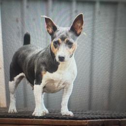 Dusty - Blue and white female Teddy Roosevelt Terrier puppy in Cumming, Georgia from Barnett’s Rambling Terriers