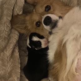 Pembroke Welsh Corgi Puppies from Ok Puppy Korral