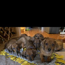 Dachshund Puppies from Ripon Dachshunds
