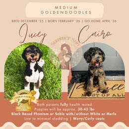 Goldendoodle puppies from Summer Sun Doodles