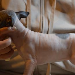 American Hairless Terriers from Sundial Farm