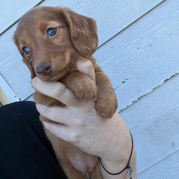 Dachshund Puppies from LPS weenies
