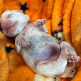 Hope - White female Miniature Schnauzer puppy in Hemet, California from Journee Home Mini Schnauzers