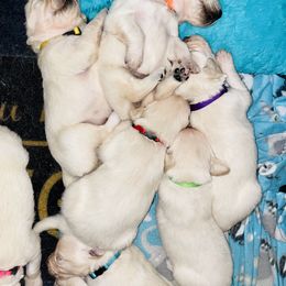 Golden Retriever Puppies from English Cream Goldens in Georgia