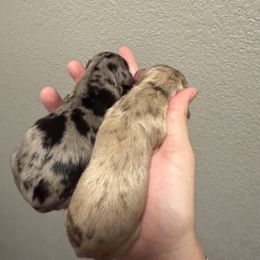 Iris - Dapple female Dachshund puppy in Denison, Texas from Digging Dachshunds