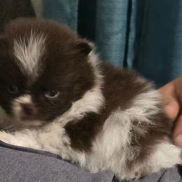 Arlo - Chocolate parti male Pomeranian puppy in Crivitz, Wisconsin from Royal Palace Pomeranians