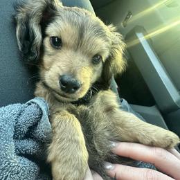 Theo - Dachshund