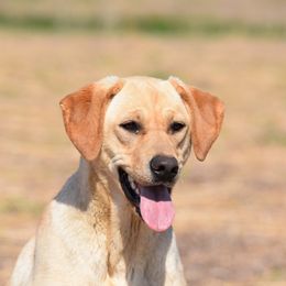 Labrador Retrievers from Red Label Kennels