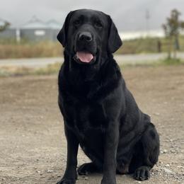 Harley - Labrador Retriever