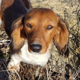 Dachshunds from Green Acres Haven