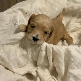 Boy 5 - male Cavapoochon puppy in Mt. Pleasant, Iowa from Platinum Premier Puppies