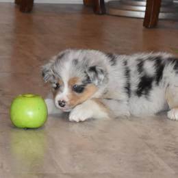 Australian Shepherd Puppies from Platinum Edition