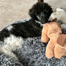 Poodle Puppies from PaintersPreciousPoodles