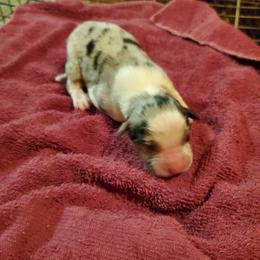 Girl 1 - Blue merle female Australian Shepherd puppy in Rossville, Tennessee from GoodSprings Aussies