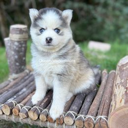 Ranger - Gray and white male Pomsky puppy in Coos Bay, Oregon from Ocean View Pomskies