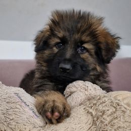 German Shepherd Puppies from Vom Cronje Haus German Shepherds