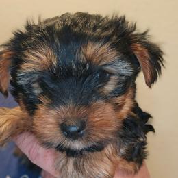 Citka - Black and tan male Yorkshire Terrier puppy in West Plains, Missouri from Brinkley Yorkies
