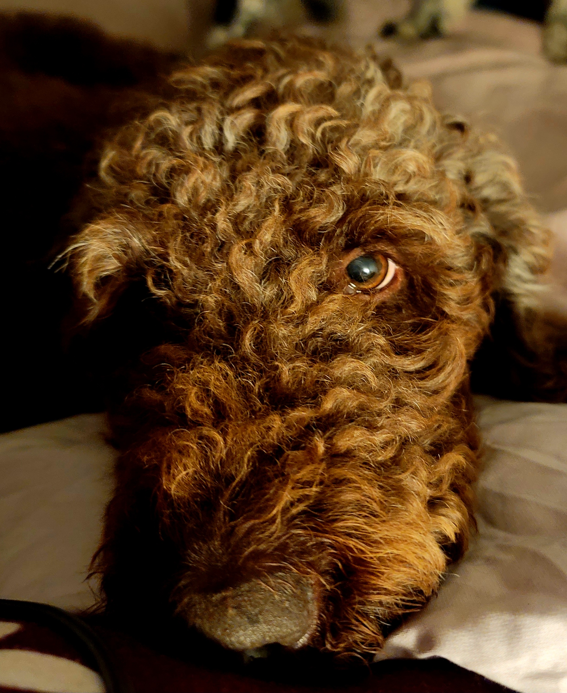 Australian Labradoodles and Labradoodles from Multigenerational Labradoodles of Central TX