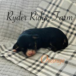 Orange - Black and tan male Cavapoo puppy in White Sulphur Springs, West Virginia from Ryder Ridge Farm