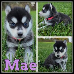 Mae - Black and white female Siberian Husky puppy in Merrill, Michigan from Haase Family Kennels