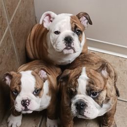 Bulldog Puppies from Shawn Anton