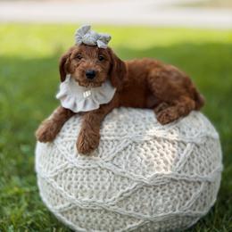 Boy 3 - male Goldendoodle puppy in Spokane, Washington from Dream Doodles in Spokane WA