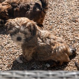 Lhasa Apso Puppies from Floofie Butts