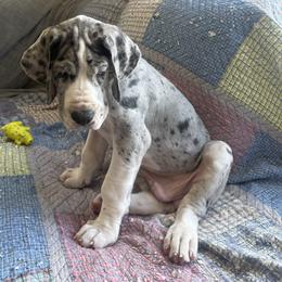 John Silver - Merle male Great Dane puppy in Prescott Valley, Arizona from Ryan's Royal Great Danes