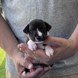 Boy 1 - Seal male Italian Greyhound puppy in Sugar Valley, Georgia from Pinnacle Farm and Kennel