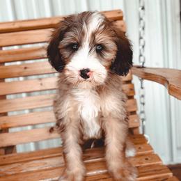 Haven - Sable male Bernedoodle puppy in Jackson, Missouri from Pincksten Family Doodles