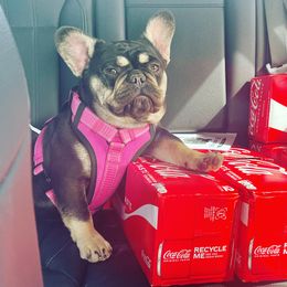 Kim - French Bulldog