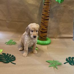 Goldendoodle Puppies from Dhalia’s Doodles