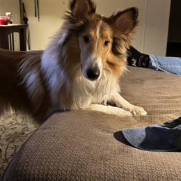 "Riley" Basset Hound and Collie All Grown Up from Collegiate Bassets and Rheign Collies