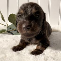 Black and Tan Male - Black and tan male Dachshund puppy in Nampa, Idaho from Long_and_Low_Dachshunds