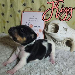 Frigg - White black and tan female Rat Terrier puppy in Lynn, Alabama from Cryptic Rat Terriers