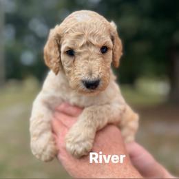 River - Apricot male Poodle puppy in Athens, Georgia from Alexander’s Standard Poodles