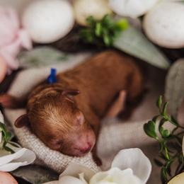 Boy 2 - Red  male Poodle puppy in Las Vegas, Nevada from Vegas Toy Poodles
