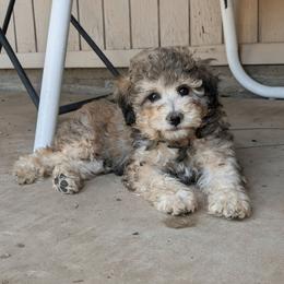 Pork-E-Pine - Sable male Poodle puppy in Laveen, Arizona from Neely Family Poodles