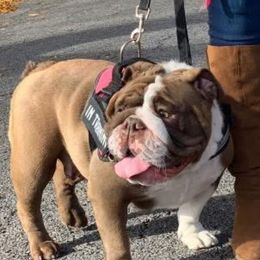 Roxy - Chocolate tri-color Bulldog puppy in Rome, Georgia from English Bulldogs of the Seven Hills