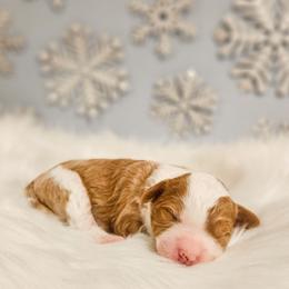 Snowflake - Red female Bernedoodle puppy in Russell Springs, Kentucky from 270 Doodles