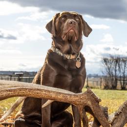 Tydus - Labrador Retriever