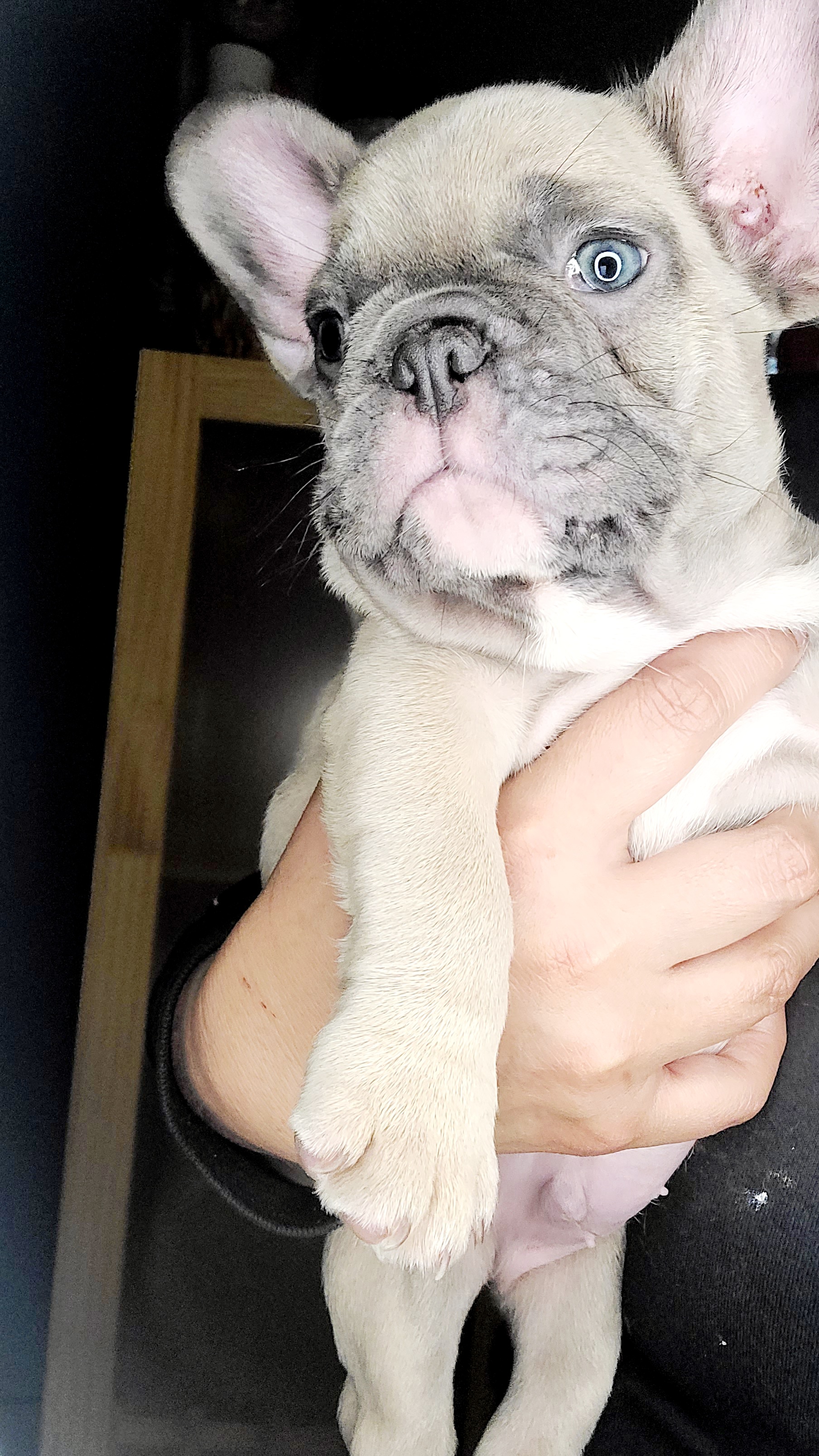 French Bulldog Puppies from Culichitown Frenchies