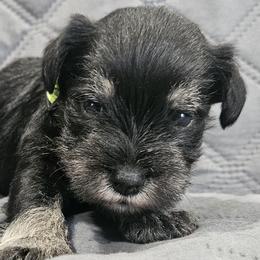 Green Collar Boy - Black and silver male Miniature Schnauzer puppy in Mingo, Iowa from Central Iowa Schnauzers, LLC