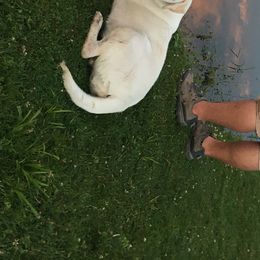 Ruby - Labrador Retriever