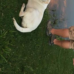 Ruby - Labrador Retriever