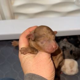 Male 3 - Merle male Goldendoodle puppy in Etna, California from SRS Goldendoodles