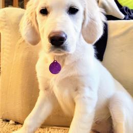 Golden Retriever Puppies from Dandelion Meadows Farm