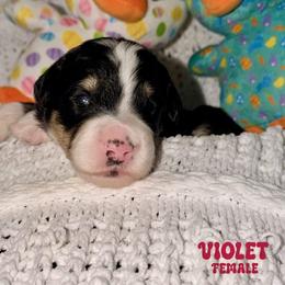 Violet - Tri-color female Bernedoodle puppy in Beecher, Illinois from Erica’s Doodles